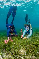 Surveying Seagrass, Maldives