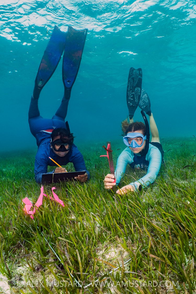 Surveying Seagrass, Maldives