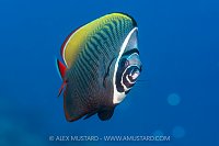 Butterflyfish Portrait, Maldives