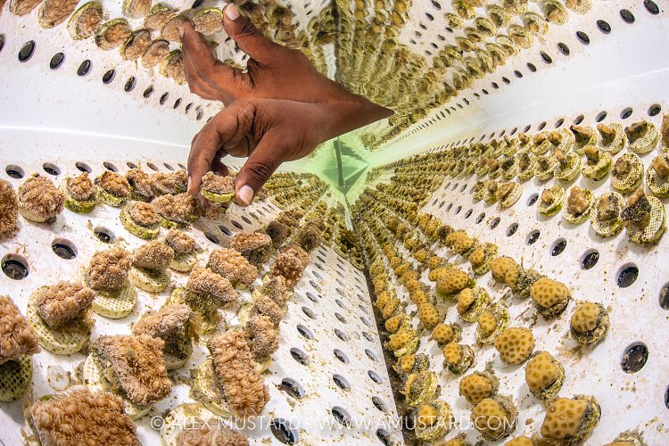 Propagating Corals, Maldives