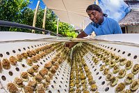 Propagating Corals, Maldives