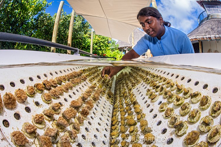Propagating Corals, Maldives