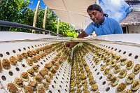 Propagating Corals, Maldives