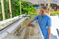 Propagating Corals, Maldives