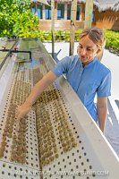 Propagating Corals, Maldives
