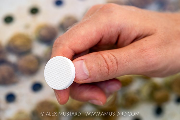 Coral Propagation Plug, Maldives