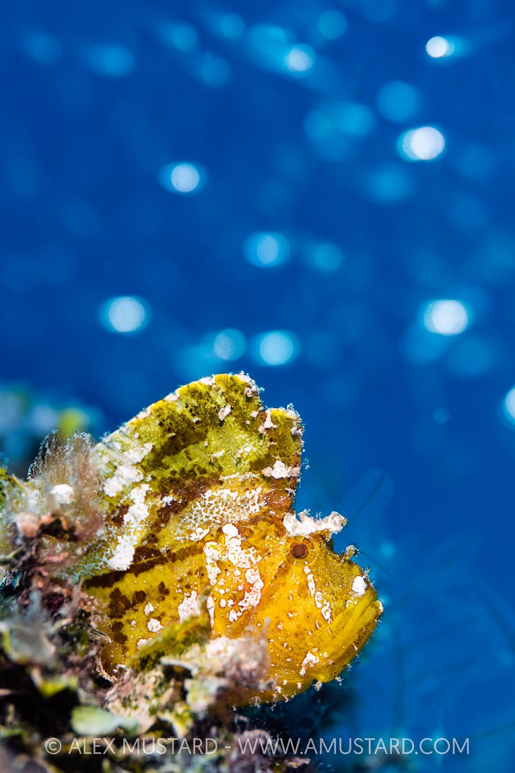 Golden Leaf Fish, Maldives