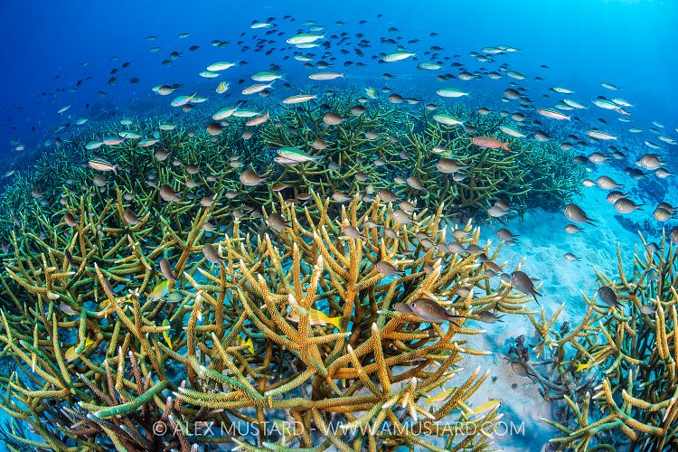 Fish Over Corals, Indonesia