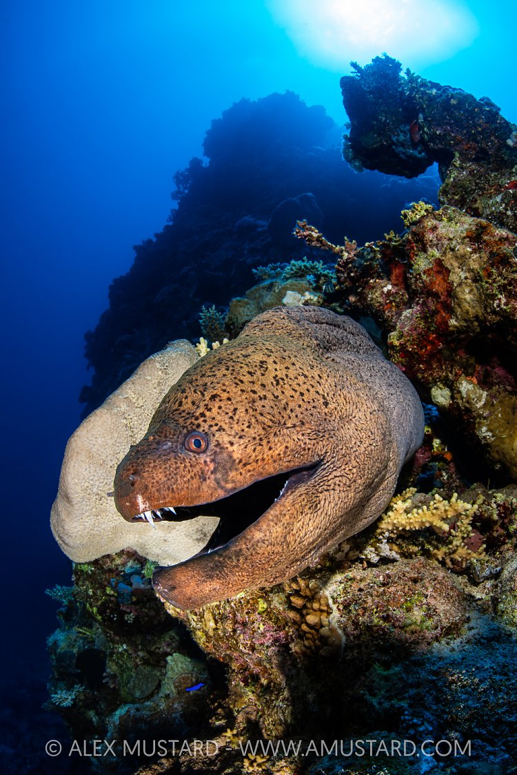 Giant Moray On Reef, Egypt
