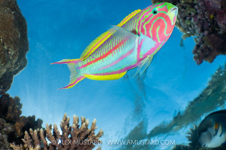 Klunzinger Wrasse On Reef, Egypt