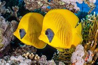 Pair Of Masked Butterflyfish, Egypt