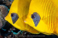 Pair Of Masked Butterflyfish, Egypt
