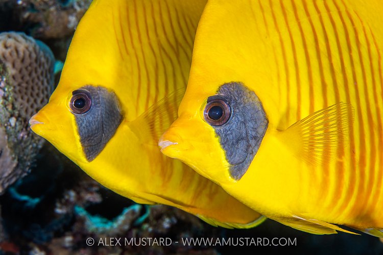 Pair Of Masked Butterflyfish, Egypt
