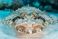 Crocodilefish Portrait, Egypt