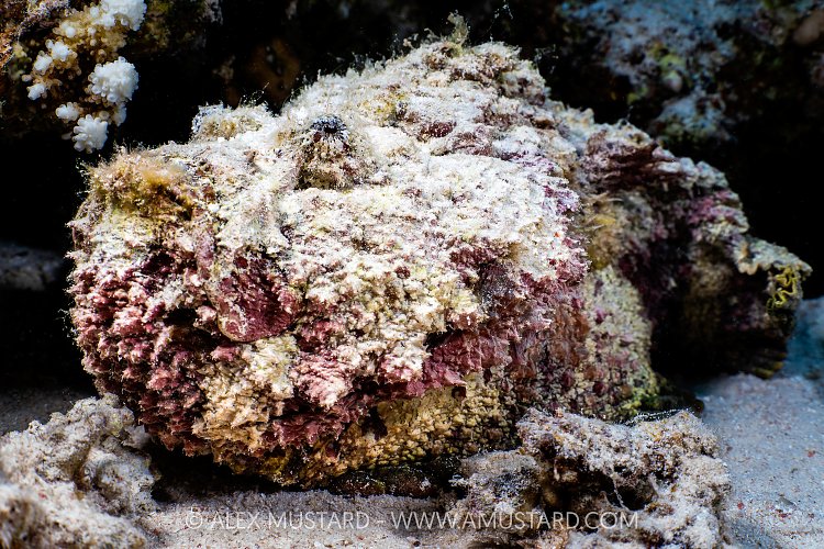 Stonefish Portrait, Egypt