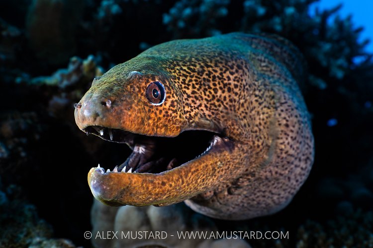 Moray Portrait, Egypt