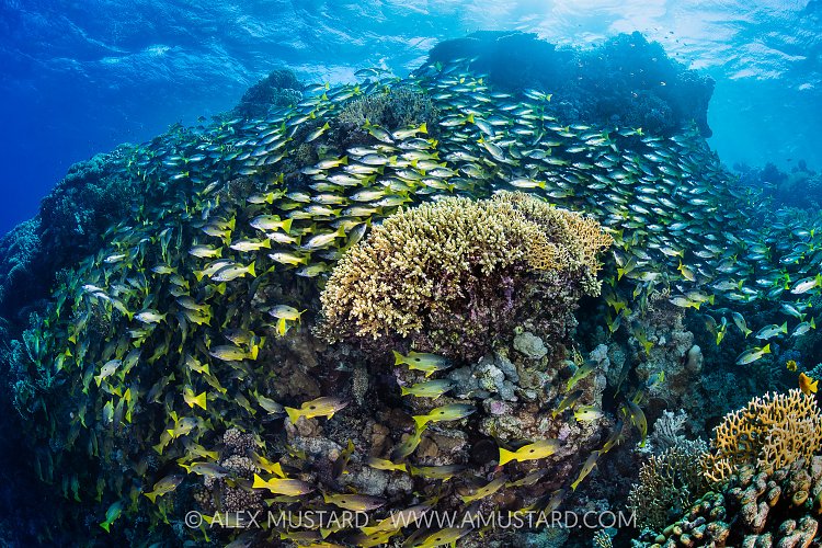 Snappers Swarm Reef, Egypt