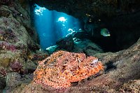 Scorpionfish In Cave, Egypt