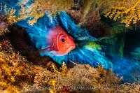 Squirrelfish Portrait, Egypt