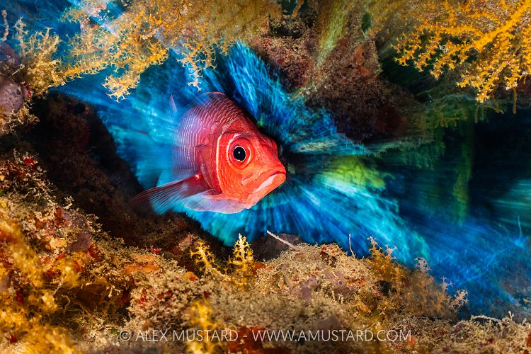 Squirrelfish Portrait, Egypt