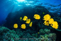Butterflyfish Group, Egypt