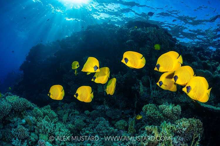 Butterflyfish Group, Egypt