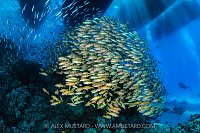 Goatfish Beneath Dive Boats, Egypt