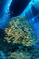Goatfish Beneath Dive Boats, Egypt