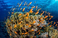Anthias Swarm Over Reef, Egypt