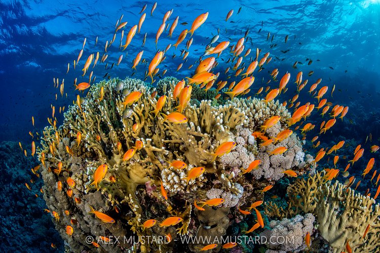 Anthias Swarm Over Reef, Egypt