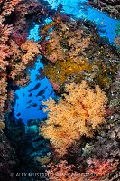 Soft Corals And Unicornfish, Egypt