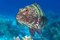 Roving Grouper, Egypt