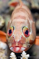 Grouper Portrait, Egypt