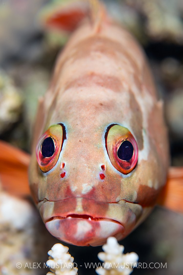 Grouper Portrait, Egypt