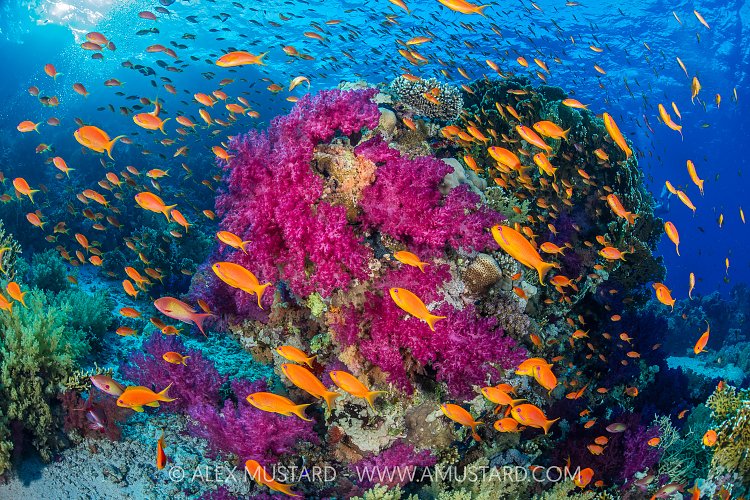 Colours Of The Reef, Egypt