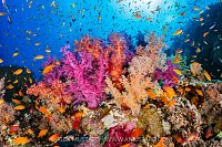 Colourful Corals, Egypt