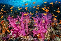 Purple Soft Corals And Anthias, Egypt