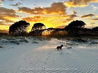Dog On A Beach At Sunset, Italy