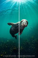 Grey Seal Beneath Sunrays, UK
