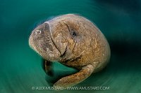 Manatee Spin