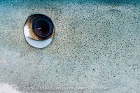 Tiger Shark Eye Detail, Bahamas