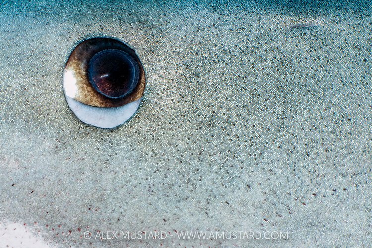 Tiger Shark Eye Detail, Bahamas