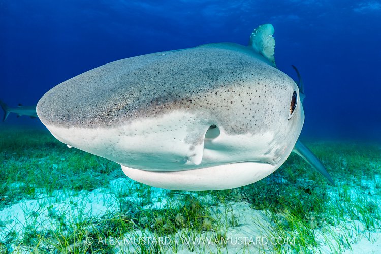 Tiger Shark Pass, Bahamas