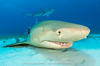 Lemon And Tiger Shark, Bahamas.
