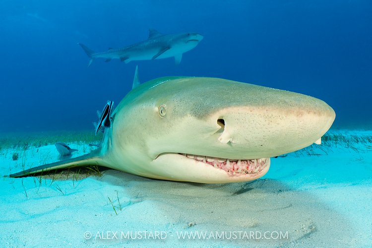 Lemon And Tiger Shark, Bahamas.