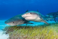 Tiger Tussle, Bahamas