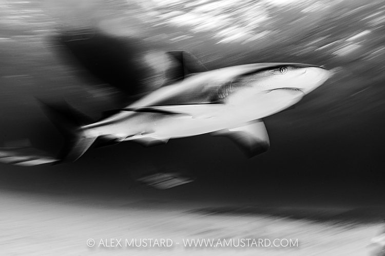 Reef Shark Movement, Bahamas