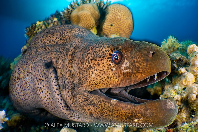 Moray Eel Portrait, Egypt