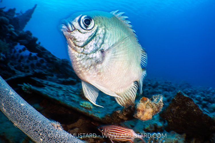 White Belly Damselfish Guards Eggs, Egypt