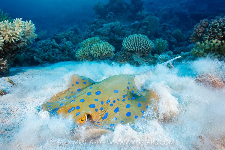 Stingray Digging, Egypt